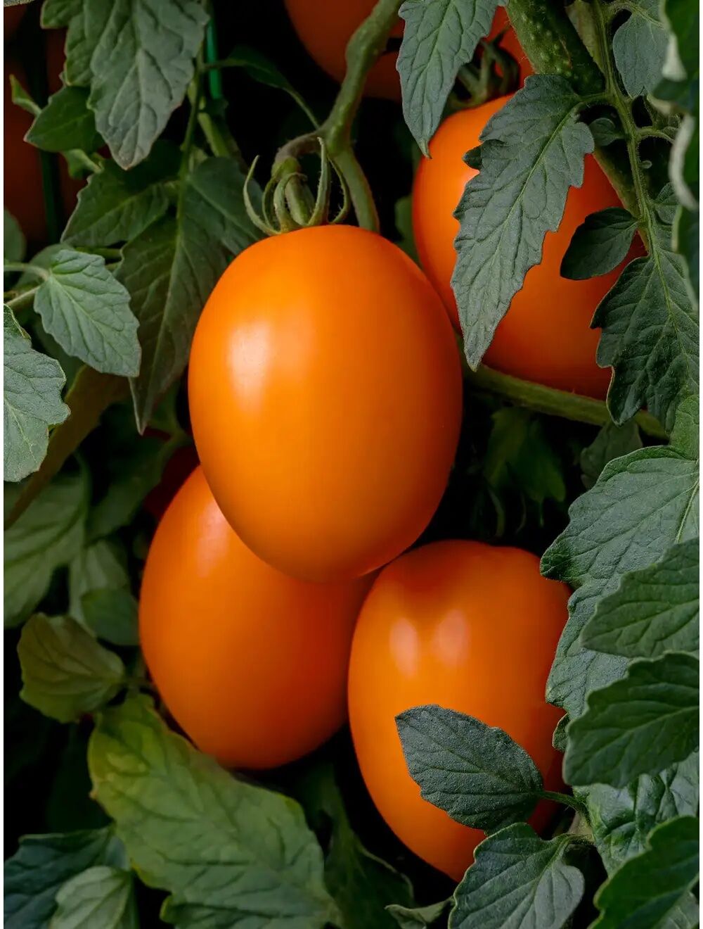 HotOffTheVine.jpg